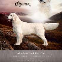 Кобель для вязки. Золотистый ретривер, в Казани