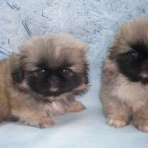 Пекинес Пермь, в Перми