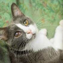 Когда Гек заурчит в объятиях хозяина, в Москве