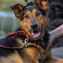 Пёс-компаньон Марс после спасения ищет дом, в Москве