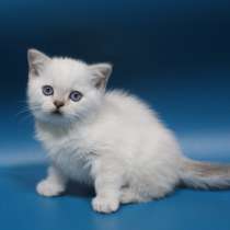 Scottish straight kitten, в Геленджике