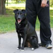 Отдам даром Роскошный пес Барт, в Санкт-Петербурге