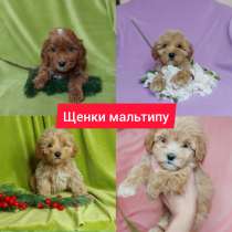 Щенки мальтипу, в Москве