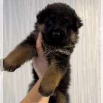 Немецкая овчарка, в Ачинске