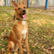 Честер &ndash; солнечный олененок ищет дом!, в Москве