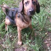 Собака в хорошие руки, в Москве