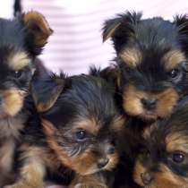 Йоркширский терьер Анадырь, в Анадыре