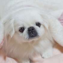 Пикенес Нижний Новгород, в Нижнем Новгороде