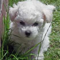 Бишон фризе Магадан, в Магадане