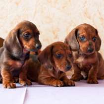 Такса Самара, в Самаре