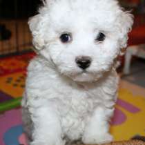 Бишон фризе Хабаровске, в Хабаровске