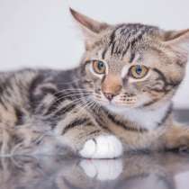 Кошечка Серафима в поисках своего человека, в Москве