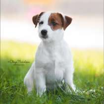 Джек рассел щенки, в Санкт-Петербурге