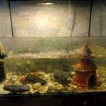 Черепашка маленькая, в Дубне