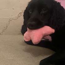 Собачка беня, в Северодвинске