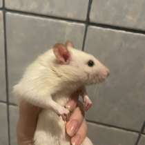 Крыса Дамбо с клеткой, в Курске