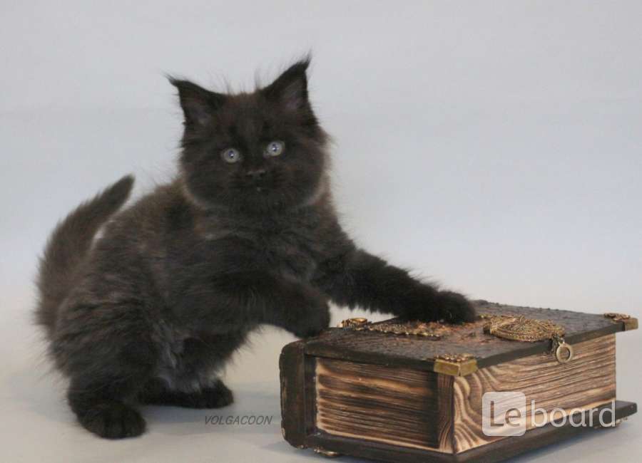 котенок менйнкуна рыжий. мейн-кун. кошка мейн кун с котятами. много фото котят кунчиков. мейн кун котенок волгоград.