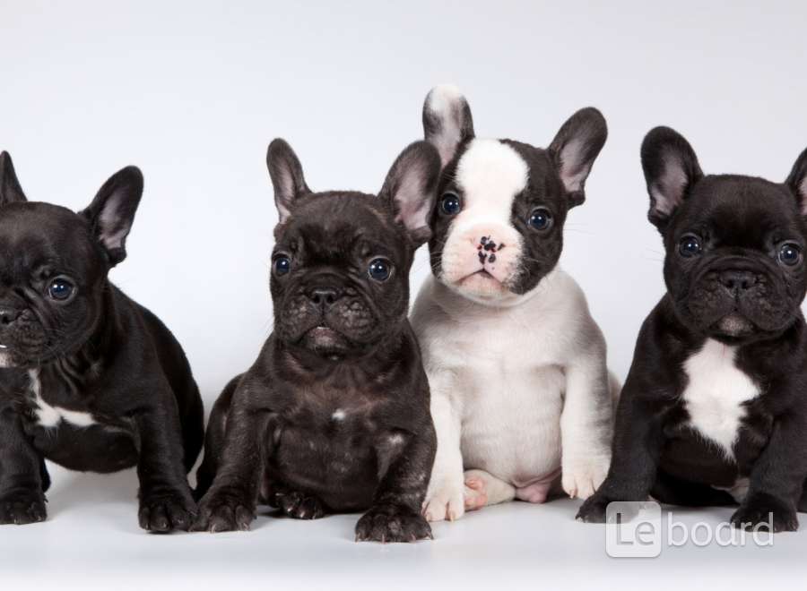 Бульдог тюмень. Бульдог тюмень. Собака подозревака фото. Французский бульдог рязань. Бульдог тюмень.