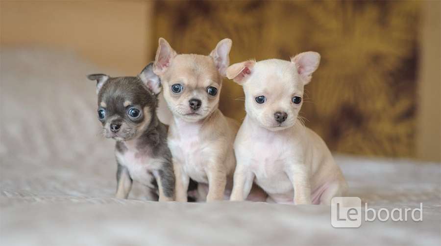 Рыжий чихуахуа короткошерстный. Маленькая собака чихуахуа. Малая чихуахуа. Щенки чихуа чихуахуа. Чихуахуа пуппи.